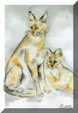Katzen